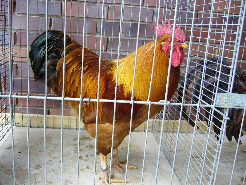 Haehnewettkraehen 2009 013.jpg